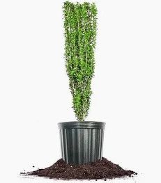 Holly sky pencil 5 Gallon