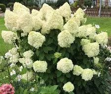 Hydrangea  limelight