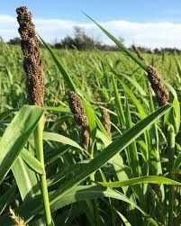 Japanese Millet 50#