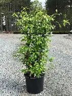 Confederate Jasmine 3 Gal
