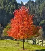 Maple October Glory 3g 3 gal