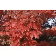 Maple autumn blaze 5Gallon
