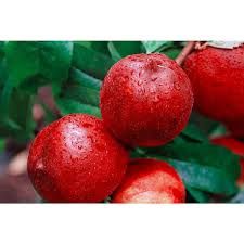 Sundollar Nectarine Tree 3 Gallon