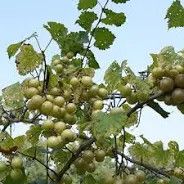 Frye Scuppernong Grape Vine 3 Gallon