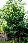 Paw Paw Tree 3 Gal