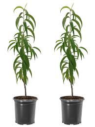 Harvester Peach Tree 3 Gallon