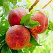 Harvester Peach Tree 3 Gallon