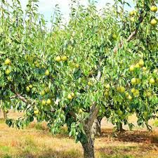 Ayer Sugar Pear 5 Gallon