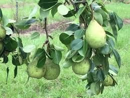 Le Conte Pear Tree 5 Gallon