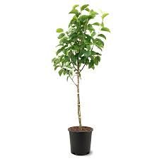 Le Conte Pear Tree 5 Gallon