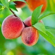 Peach Belle of Georgia Peach Tree 3 Gallon