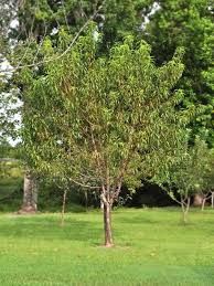 Peach Belle of Georgia Peach Tree 3 Gallon