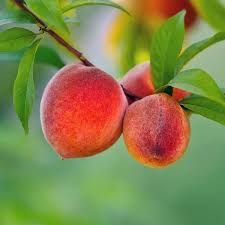 Red Haven Peach Tree 3 Gallon