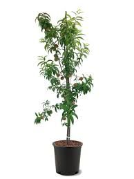 Red Haven Peach Tree 3 Gallon