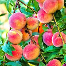 Elberta Peach Tree 3 Gallon