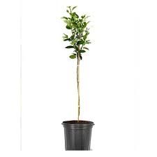 Kieffer Pear Tree 5 Gallon