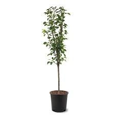 Pineapple Pear Tree 5 Gallon