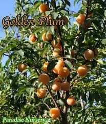 Gold Plum Tree