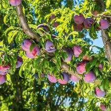 Autumn Rosa Plum Tree 3 Gallon