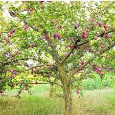 Autumn Rosa Plum Tree 3 Gallon