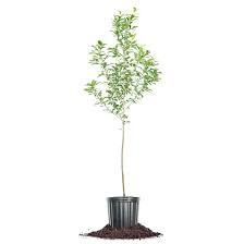 Santa Rosa Plum Tree 3 gal