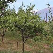 Santa Rosa Plum Tree 3 gal