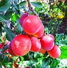 Bruce Plum Tree 3 Gallon