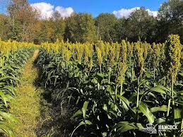 WGF Sorghum 50#