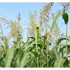 Sorghum SudanGrass Sweet Grazer Plus 50#