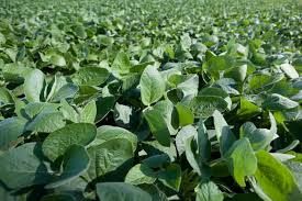 Soybean Roundup Ready Forage 50#