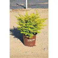 Sunshine Ligustrum 3 gal