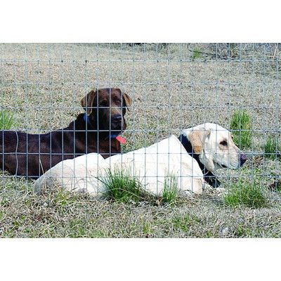 Welded Wire Fence 2"x4" Holes 72"x50'