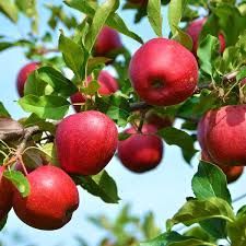Winesap Apple Tree 5 Gallon