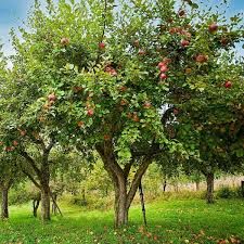 Winesap Apple Tree 5 Gallon
