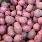Red Seed Potato .5#
