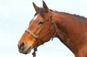 Braided Rope Halter Brown Camo