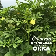 Okra Clemson Spineless 1/2#