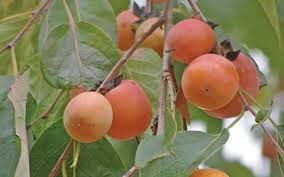 American Persimmon Tree 3 Gallon