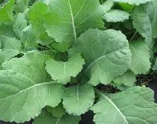 Georgia Southern Collards 1/2#