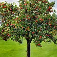 Red Delicious Apple Tree 5 Gallon