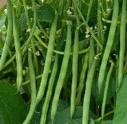 Contender Bush 1/2lb