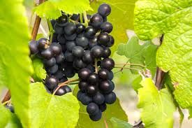 Southern Jewel Scuppernong Grape Vine 3 Gallon