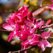 Profusion Pink Crabapple Tree 5 Gallon