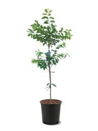 Yoshino Cherry Tree 3 Gallon