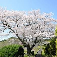 Yoshino Cherry Tree 3 Gallon