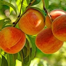 June Gold Peach Tree 3 Gallon