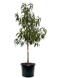 June Gold Peach Tree 3 Gallon