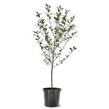 Callaway Crabapple Tree 5 Gallon