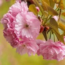 Kwanzan Cherry tree 3 gallon