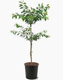 Kwanzan Cherry tree 3 gallon